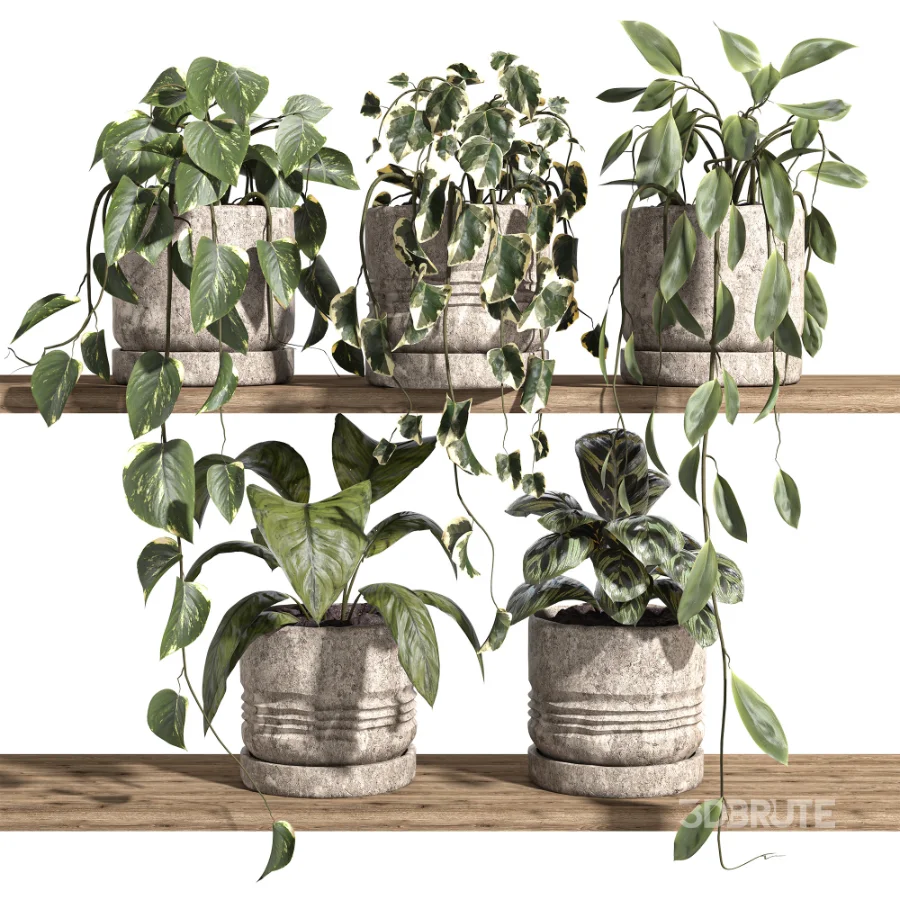 ivy potted plants on shelf Image 1