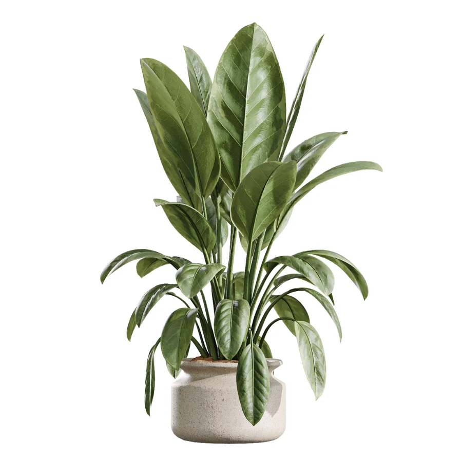 AV Indoor Plants Set 439 Ficus Beliza and Olive and Ficus Binnendijkii and Ficus Marginata and Ficus macrocarpa Image 2