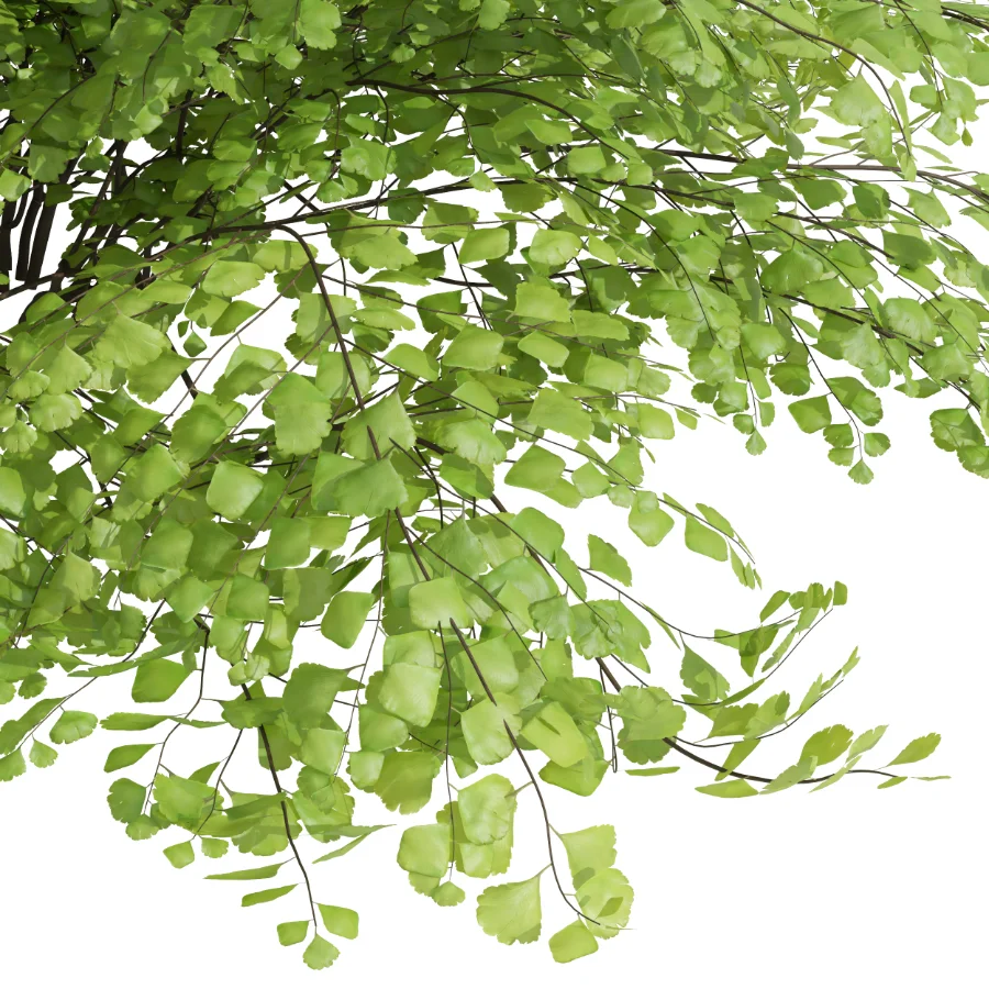 AV Adiantum Capillus Veneris Fern and Cytisus scoparius bush Image 2