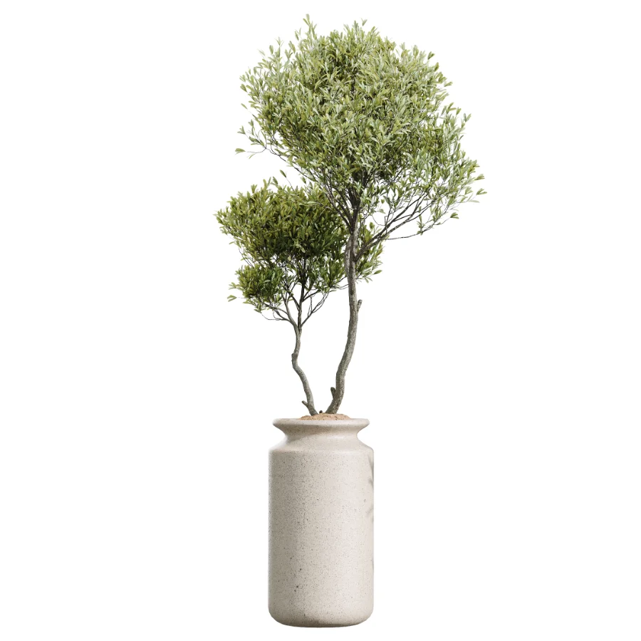 AV Indoor Plants Set 439 Ficus Beliza and Olive and Ficus Binnendijkii and Ficus Marginata and Ficus macrocarpa Image 3