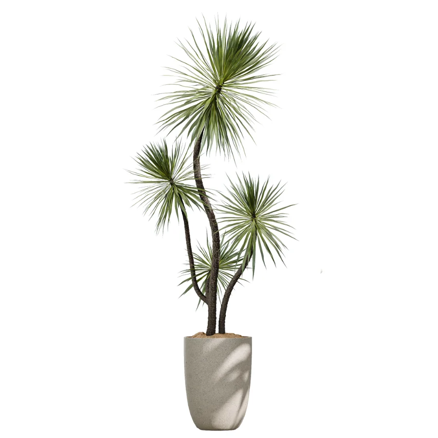 AV Indoor Plants Set 433 Ficus Marginata and Bird Of Paradise and Spineless Yucca and OLive Tree Image 5
