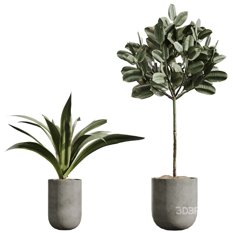 AV Indoor Plants Set 437 Olive and Rubber Ficus and Ficus Marginata and Lime Cane Dragon and Ficus African Fig Image 7