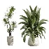 AV Indoor Plants Set 433 Ficus Marginata and Bird Of Paradise and Spineless Yucca and OLive Tree - Thumbnail 7