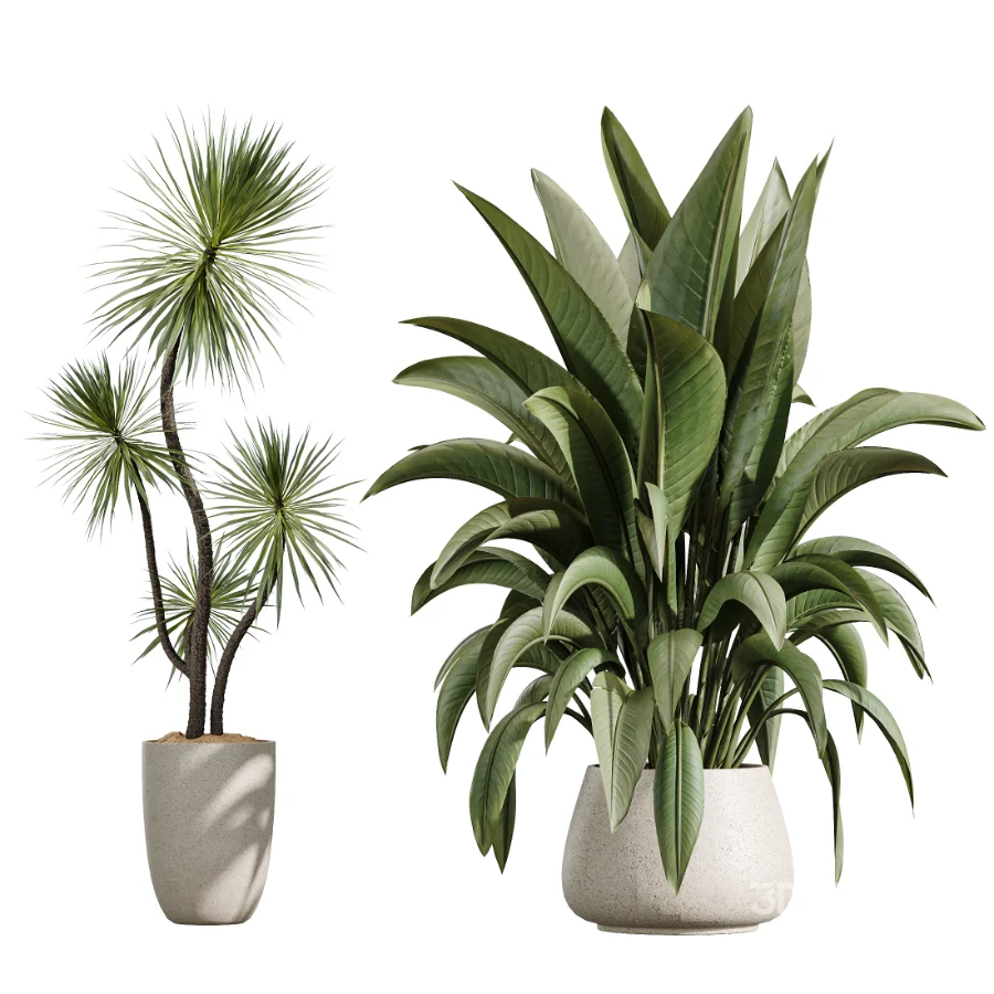 AV Indoor Plants Set 433 Ficus Marginata and Bird Of Paradise and Spineless Yucca and OLive Tree Image 7