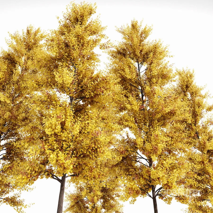AV Fall trees Acer Saccharinum and Maidenhair Ginkgo Image 6