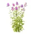 Cleome spinosa Pink Spiny Spider flower Plants 01 - Thumbnail 1