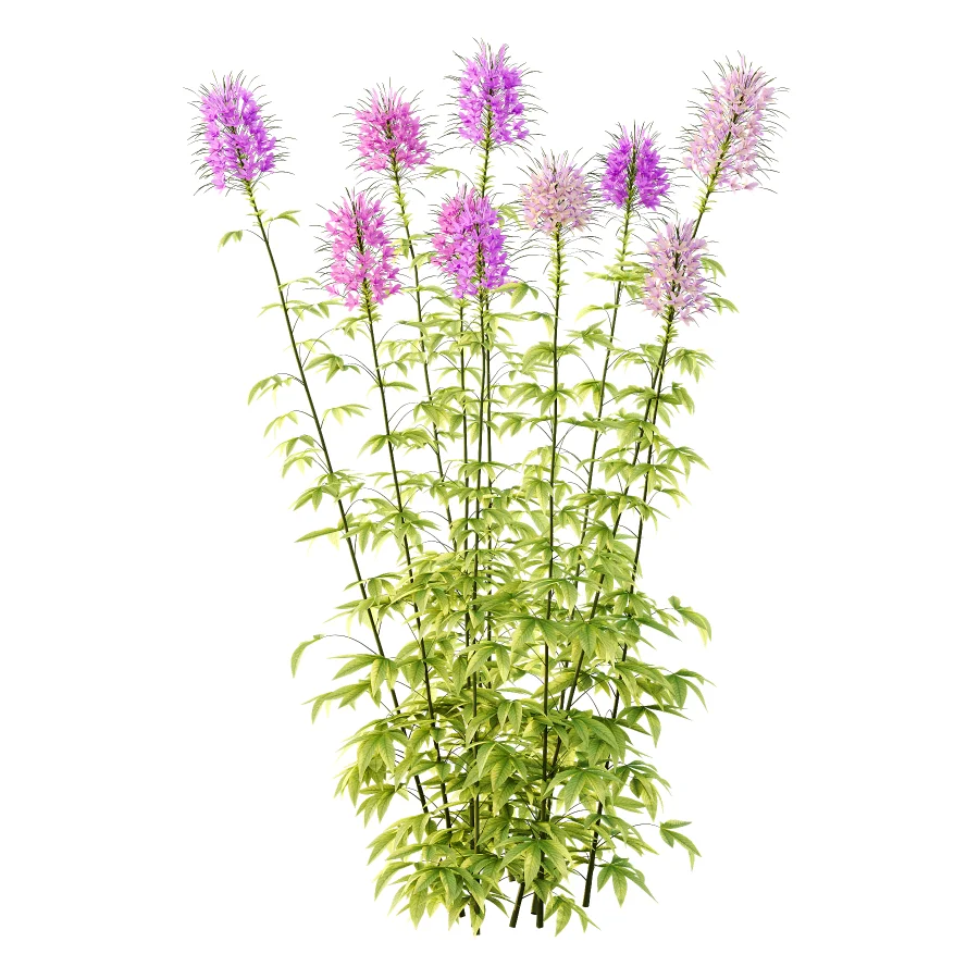 Cleome spinosa Pink Spiny Spider flower Plants 01 Image 1