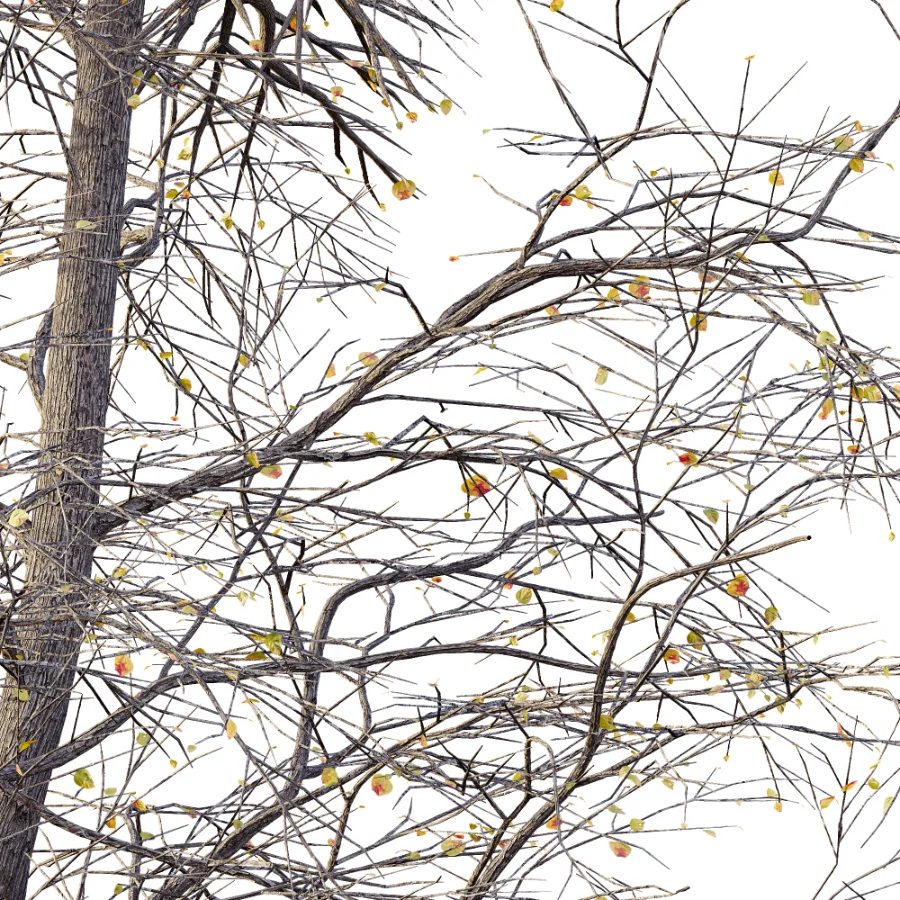 AV Autumn and winter trees Alnus Glutinosa Image 3