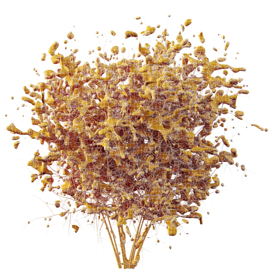 AV Winter Plant Snow Cornus sanguinea and Snow Kapebonavista Pachystachys Image 9