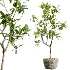 AV Indoor Plants Set 433 Ficus Marginata and Bird Of Paradise and Spineless Yucca and OLive Tree - Thumbnail 6
