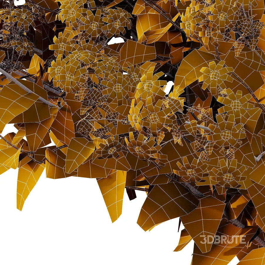 Senecio jacobaea wild flowers Tansy ragwort 02 Image 1