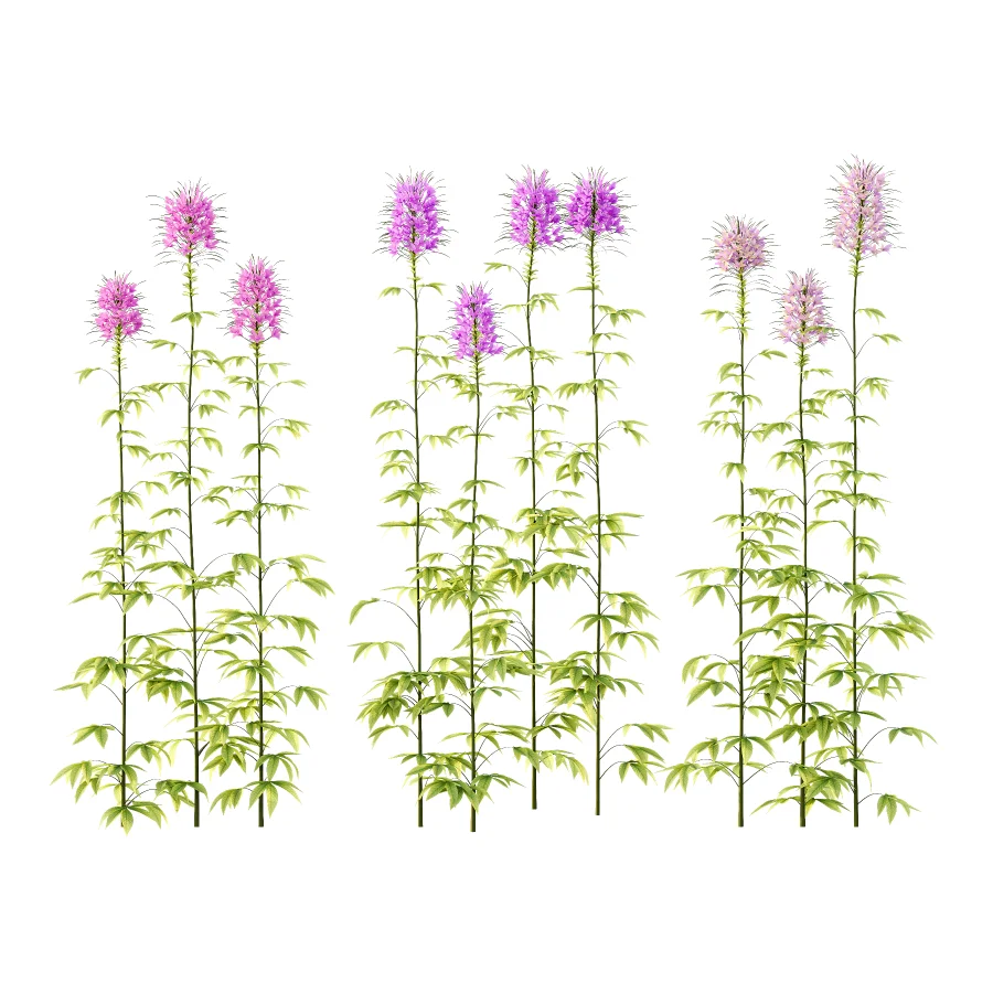 Cleome spinosa Pink Spiny Spider flower Plants 01 Image 2