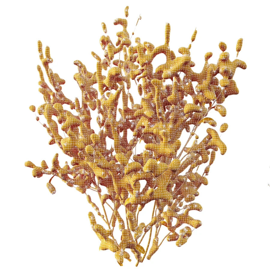 AV Winter Plant Snow Cornus sanguinea and Snow Kapebonavista Pachystachys Image 7