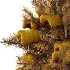 Blue Spruce Winter Tree 03 - Thumbnail 5