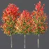 AV Autumn trees Acer X freemanii Freeman Maple Sapindaceae Set set 04 - Thumbnail 3