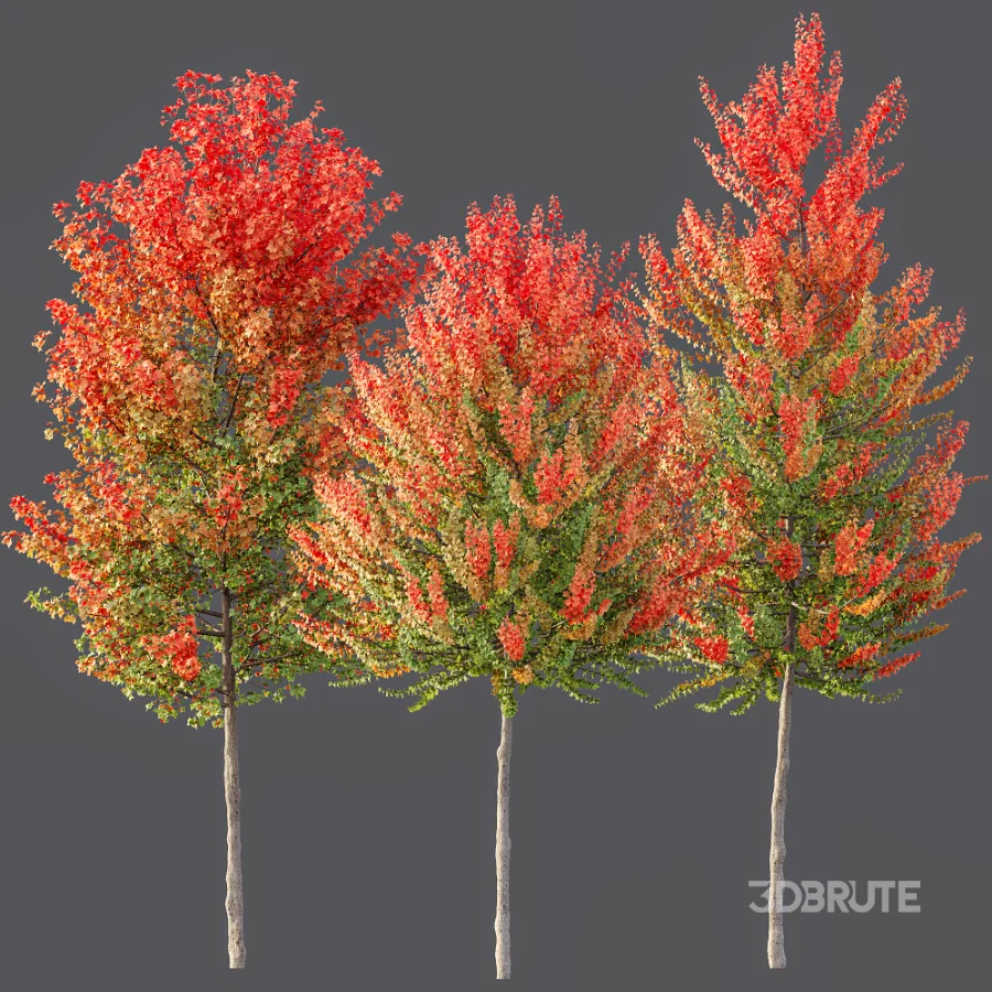 AV Autumn trees Acer X freemanii Freeman Maple Sapindaceae Set set 04 Image 3