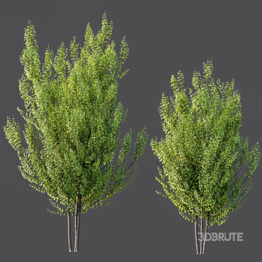 AV Acer X_freemanii Freeman Maple Sapindaceae Autumn Blaze set 05 Image 4