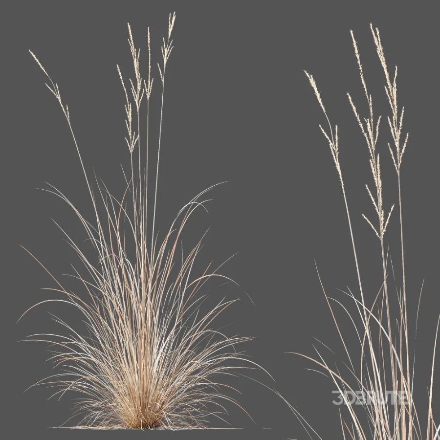 AV Plant Purple Moor Grass Molinia Caerulea Fall Image 4