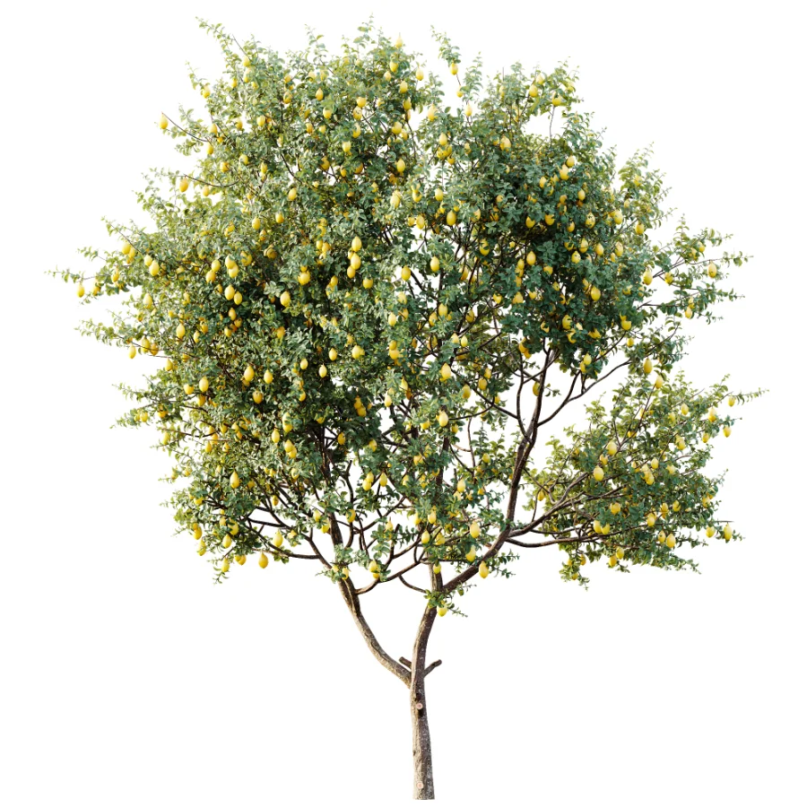 AV Plants Citrus Meyer Lemon Orange Version02 Image 2