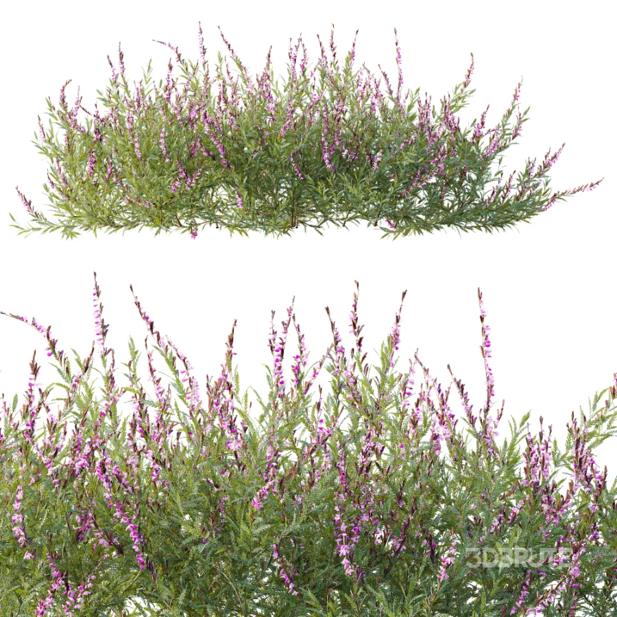 AV Plant Bush Purple Heather Calluna Vulgaris Image 4