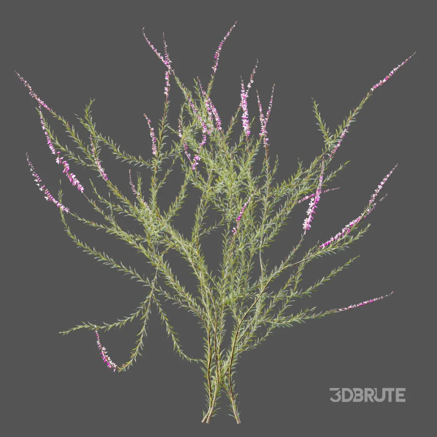 AV Plant Bush Purple Heather Calluna Vulgaris Image 9