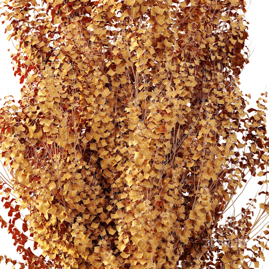 AV Acer X_freemanii Freeman Maple Sapindaceae Autumn Blaze set 05 Image 8