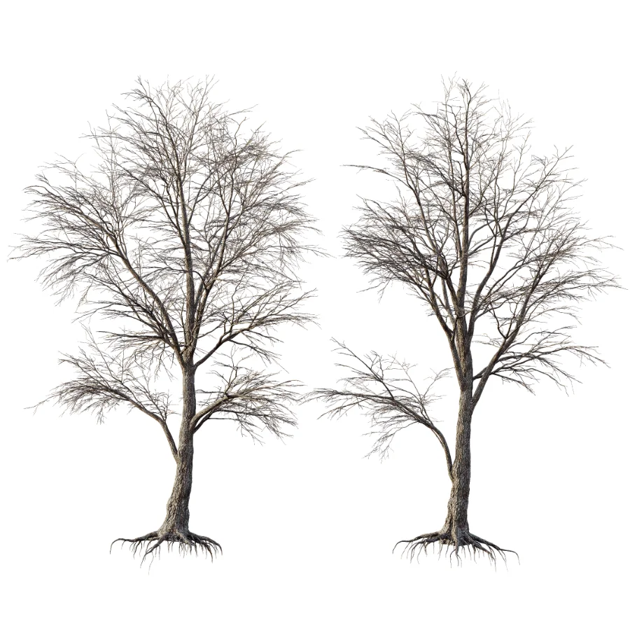 AV Dry winter trees Image 1