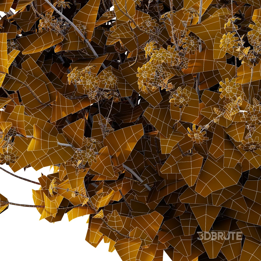 Senecio jacobaea wild flowers Tansy ragwort 03 Image 3