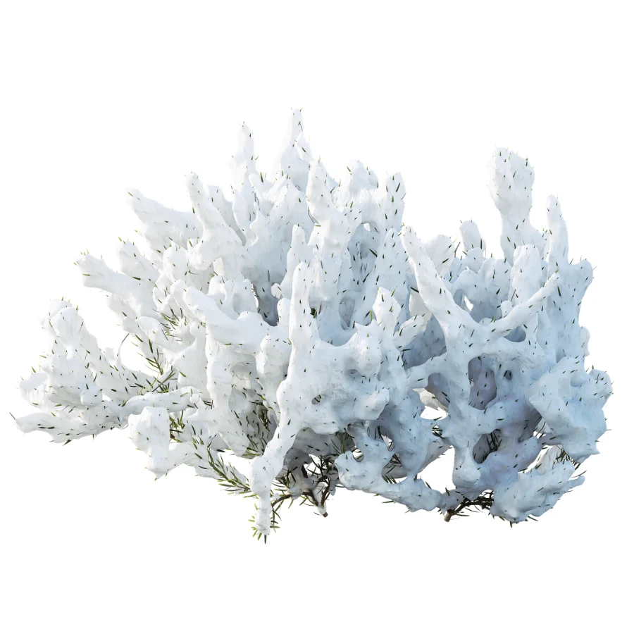 AV Winter plant Snow Wild Erica Multiflora and Snow Juniperus Sabina Image 2