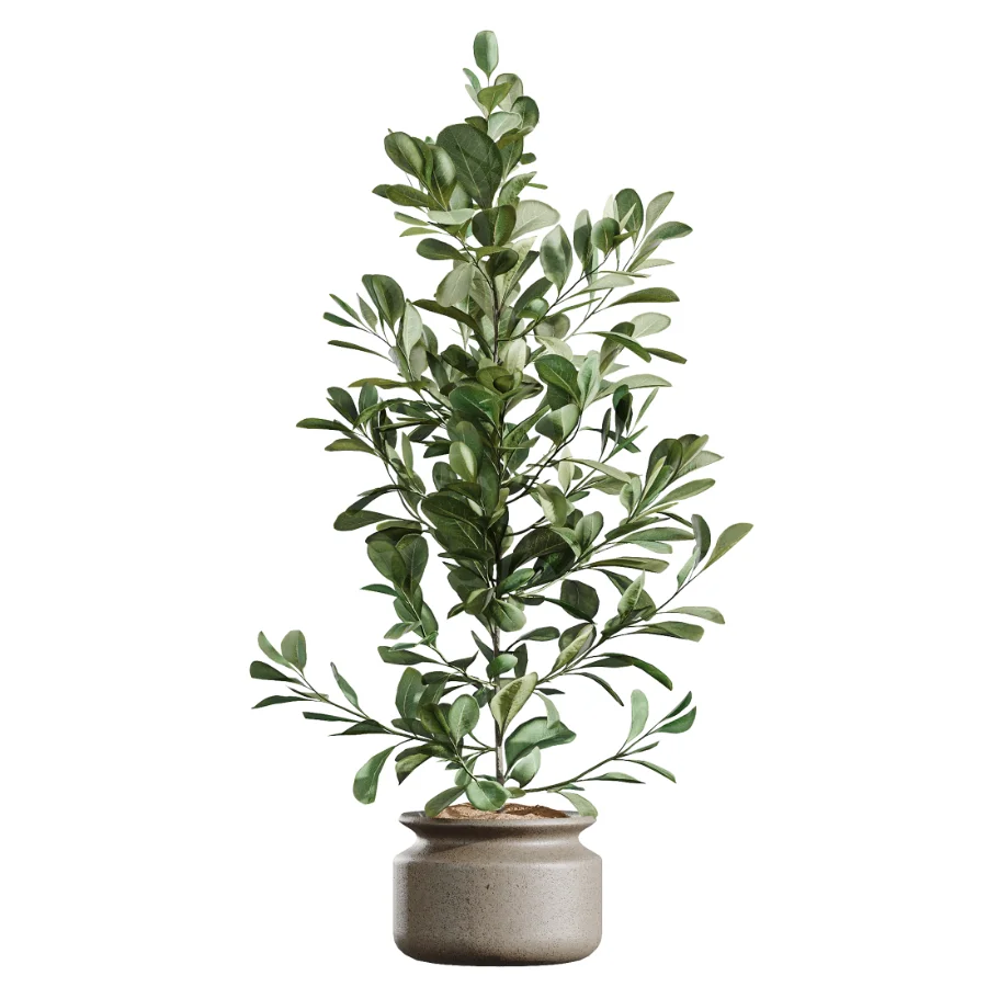 AV Indoor Plants Set 439 Ficus Beliza and Olive and Ficus Binnendijkii and Ficus Marginata and Ficus macrocarpa Image 4