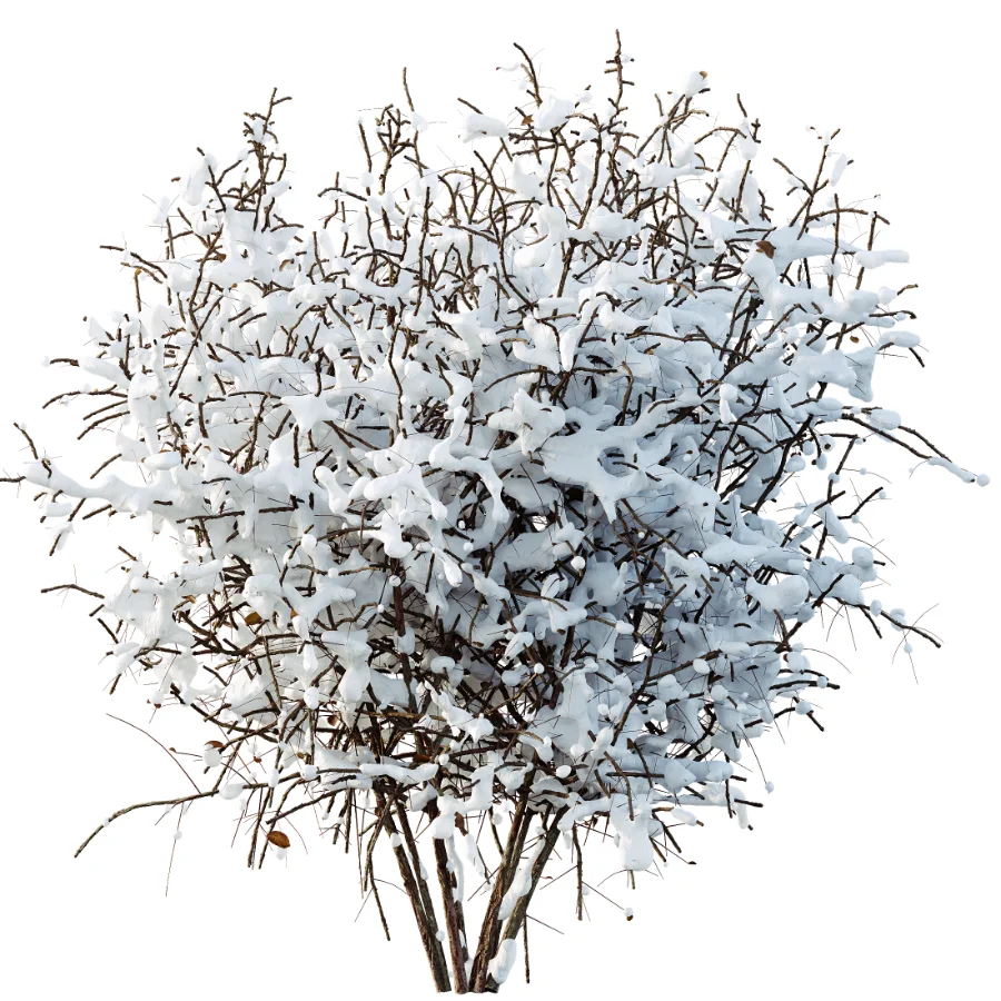 AV Winter Plant Snow Cornus sanguinea and Snow Kapebonavista Pachystachys Image 1