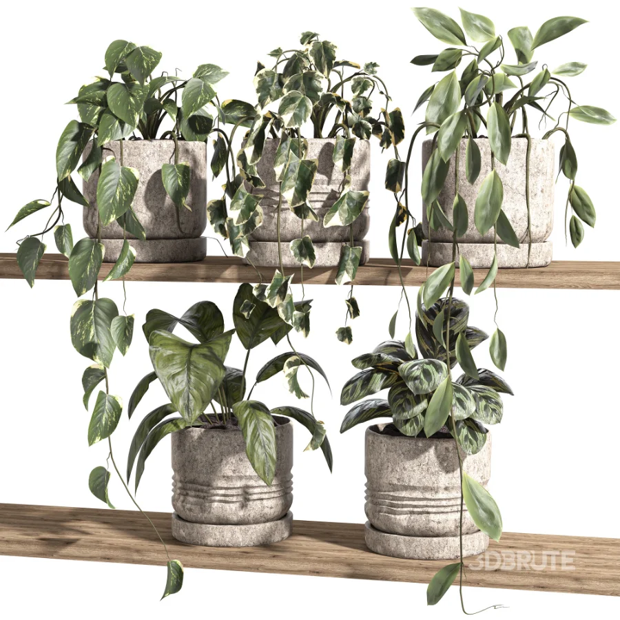 ivy potted plants on shelf Image 3