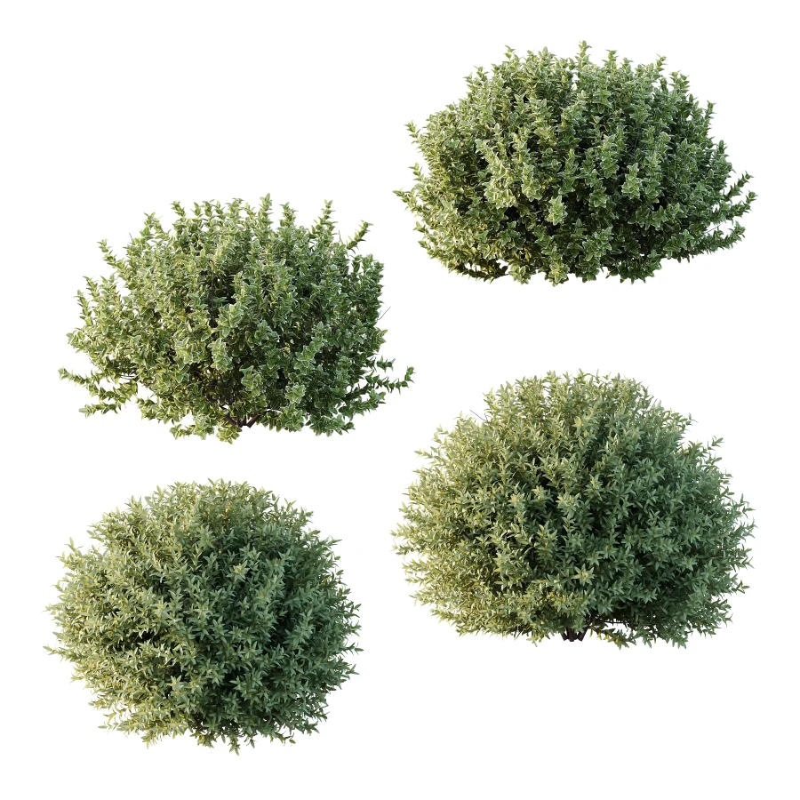 Diffrent Bush 01 Fruits Fortescue Euonymus Image 5