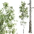AV Populus Tremuloides - Thumbnail 2