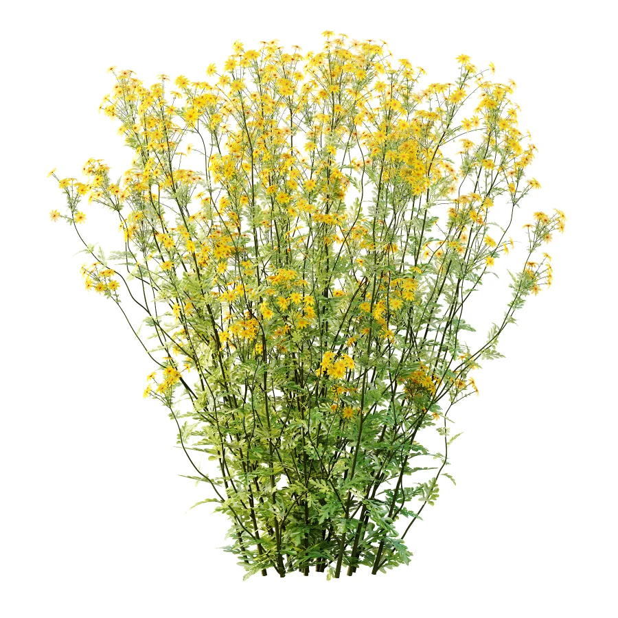 Senecio jacobaea wild flowers Tansy ragwort 01 Image 6