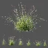 AV Plant Purple Moor Grass Molinia Caerulea - Thumbnail 7