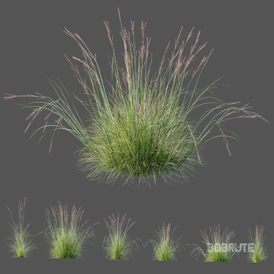 AV Plant Purple Moor Grass Molinia Caerulea Image 7