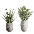 AV Indoor Plants Set 440 Eucalyptus Bouquet and Yucca and Olive and Orange Tree and Aloe Vera - Thumbnail 6