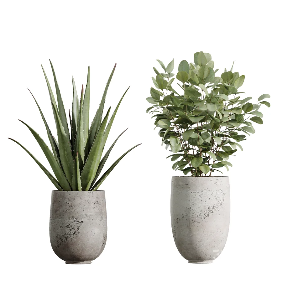 AV Indoor Plants Set 440 Eucalyptus Bouquet and Yucca and Olive and Orange Tree and Aloe Vera Image 6