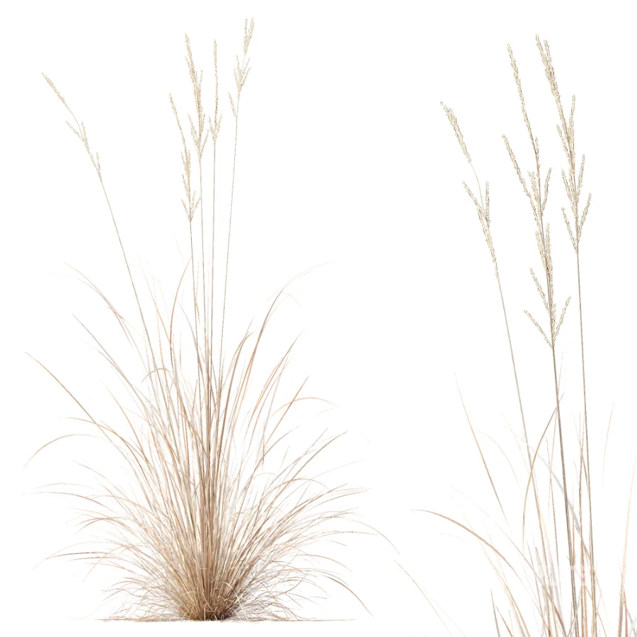 AV Plant Purple Moor Grass Molinia Caerulea Fall Image 5