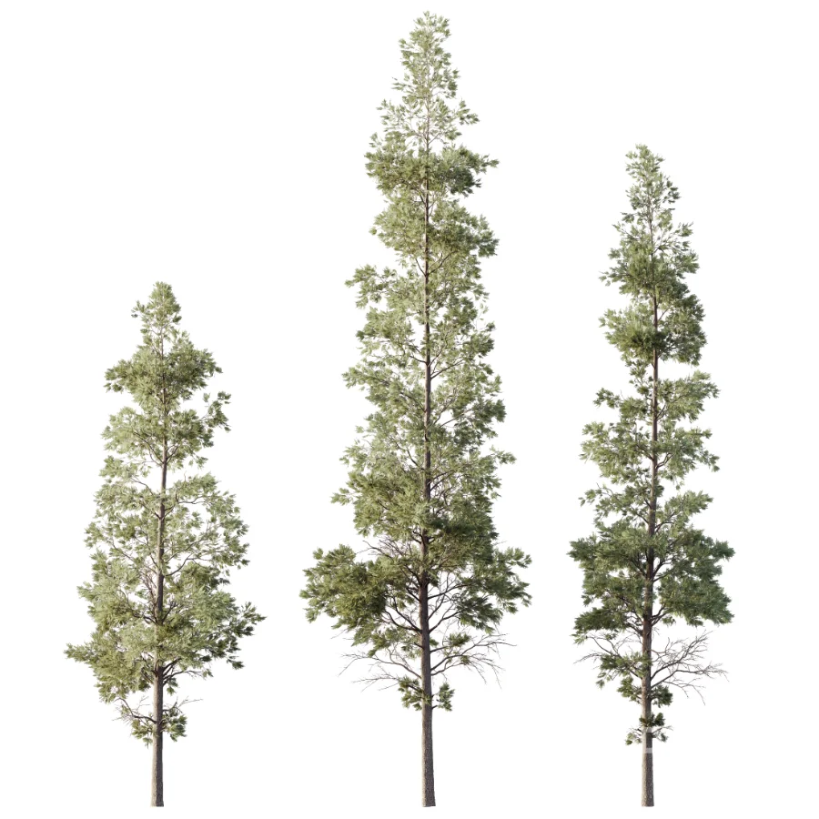 AV Autumn winter trees Pinus Sylvestris and Chamaecyparis Image 2