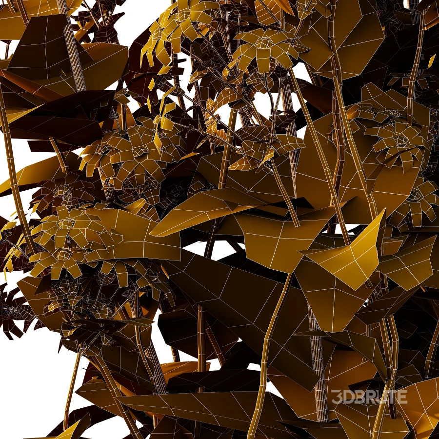 Senecio jacobaea wild flowers Tansy ragwort 01 Image 3