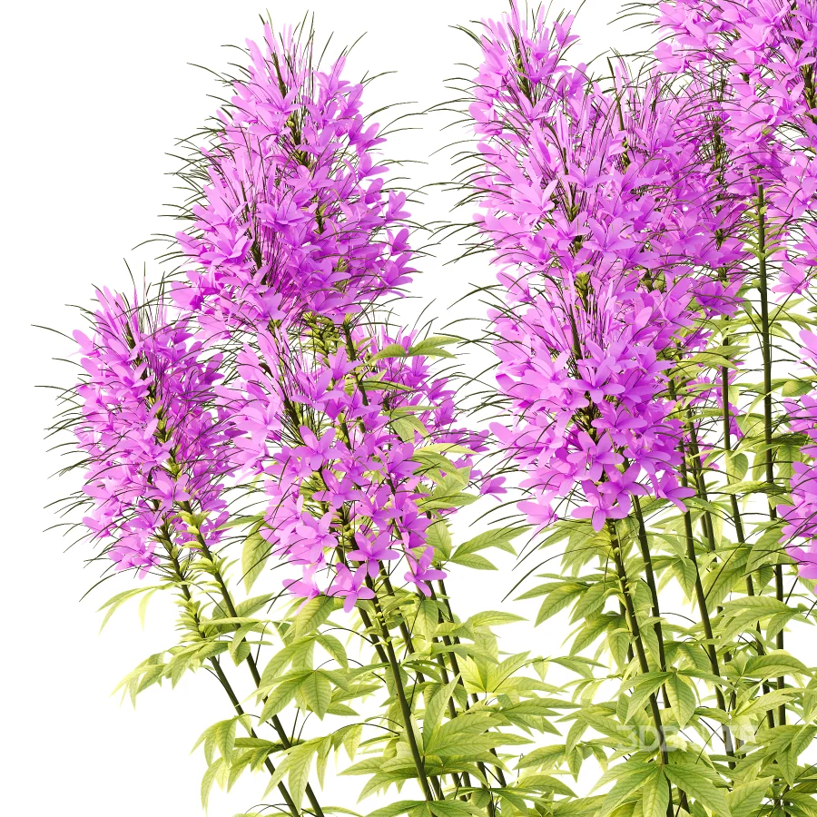 ntal annual, but is impressive for its long flowering period and impressive floral display. We reveal whether the spider flower is hardy and which location is optimal for successful planting.The spider flower belongs to the spider family (Cleomaceae) and comes from subtropical Central and South America. The taxonomy of the beautiful spider flower has not yet been clearly defined, which is why you can also come across names such as Cleome hassleriana and Tarenaya hassleriana when looking for the summer flower. It is often called spiny spider flower or bee plant. The long stamens of the flowers give this special ornamental plant its name. Together with the petals, the appearance is reminiscent of a spider with long legs. This is why it’s known as the “spiny spider flower”. The long and narrow pod fruits are formed during the flowering period from July to October. Depending on the variety, the spider flower shines with pink, purple, red or white flowerheads and grows between 90 and 160cm tall. Image 3