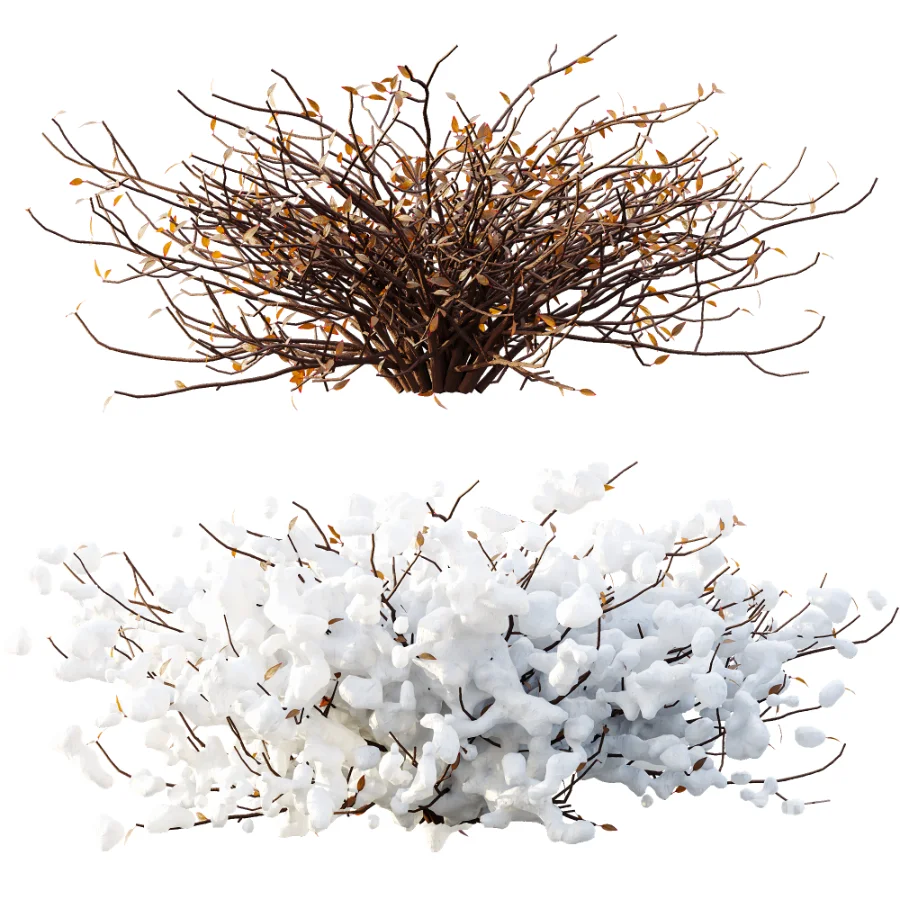 AV Winter plant Snow Quihoui Privet and Snow Abelia Grandiflora Image 3