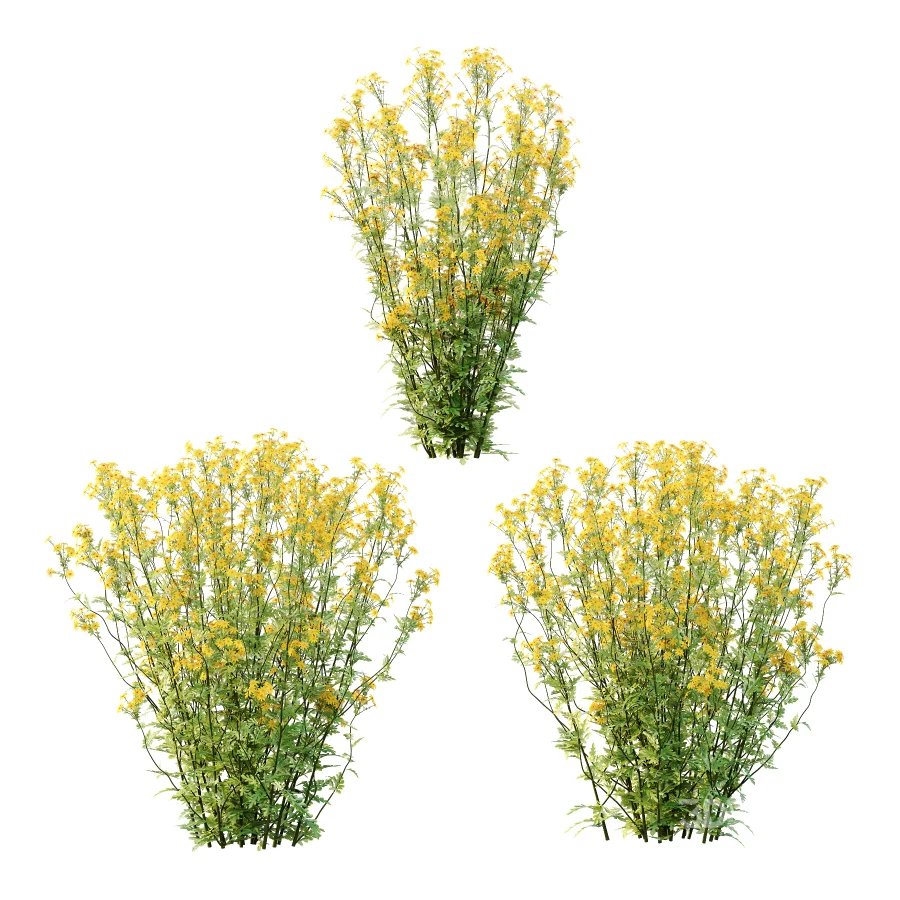 Senecio jacobaea wild flowers Tansy ragwort 01 Image 2