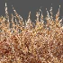 AV Plant Bush Purple Heather Calluna Vulgaris - Thumbnail 15