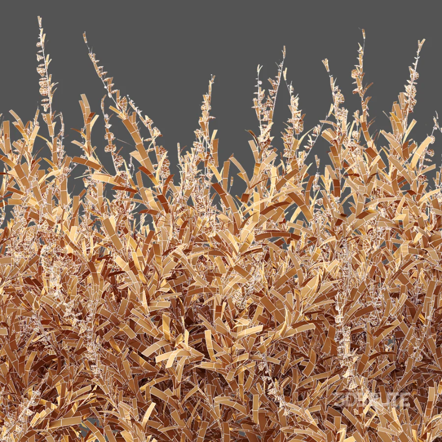 AV Plant Bush Purple Heather Calluna Vulgaris Image 15