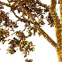 Chinese ash Tree Fraxinus chinensis 09 - Thumbnail 4
