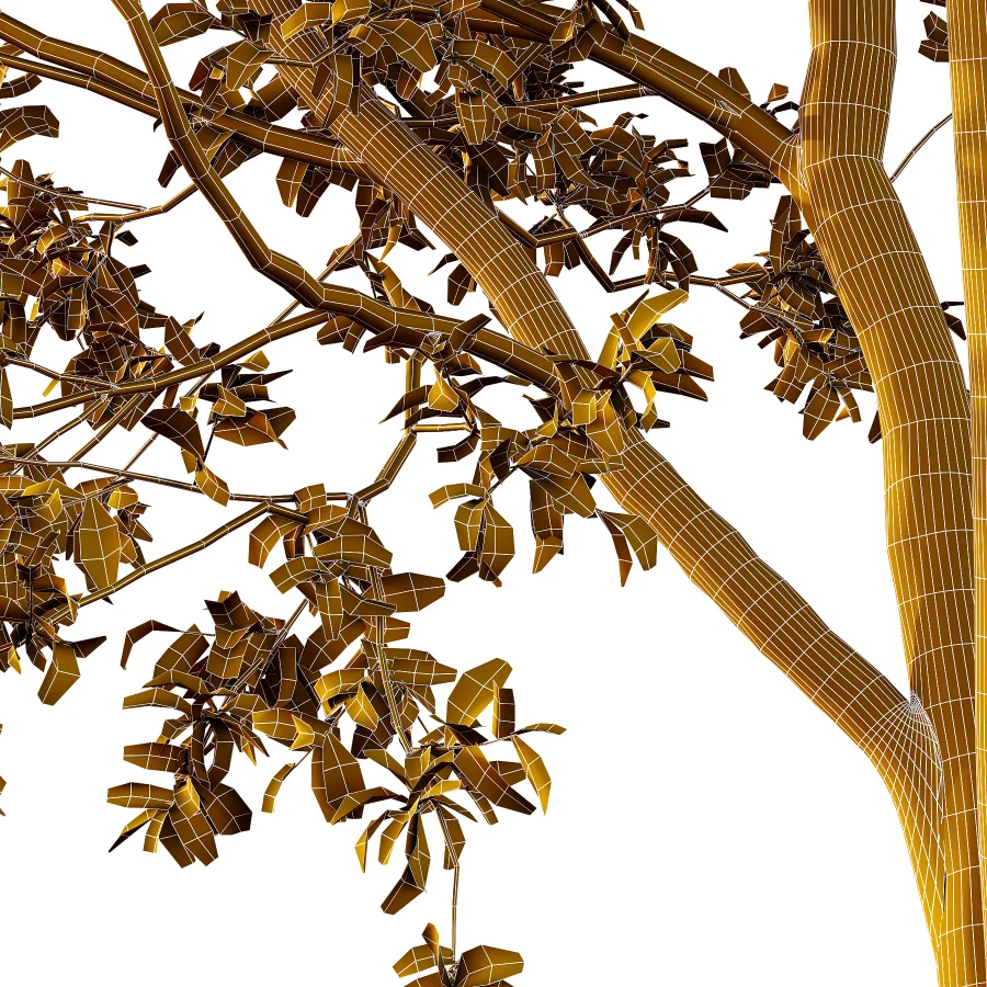 Chinese ash Tree Fraxinus chinensis 09 Image 4