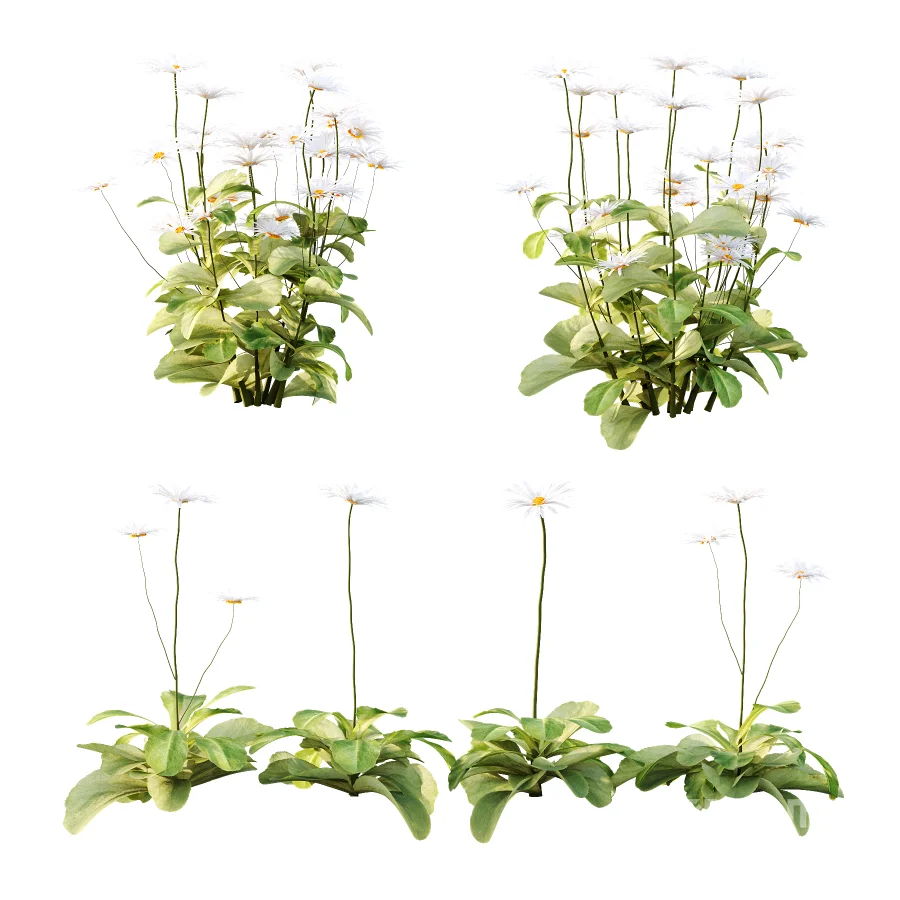 Common Daisy Flower Plant 01 Image 3